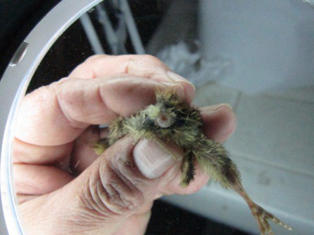 cloaca expuesta 3